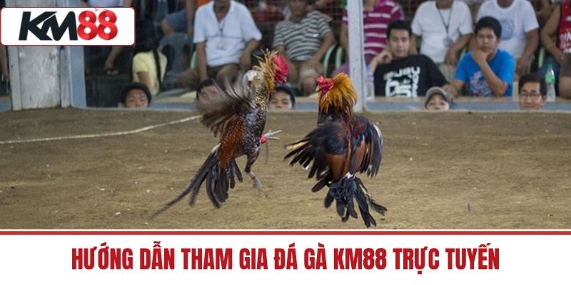 Hướng dẫn tham gia đá gà KM88 trực tuyến